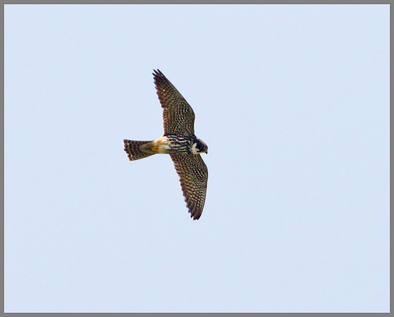 Hobby, Marsh Lane, June 2010