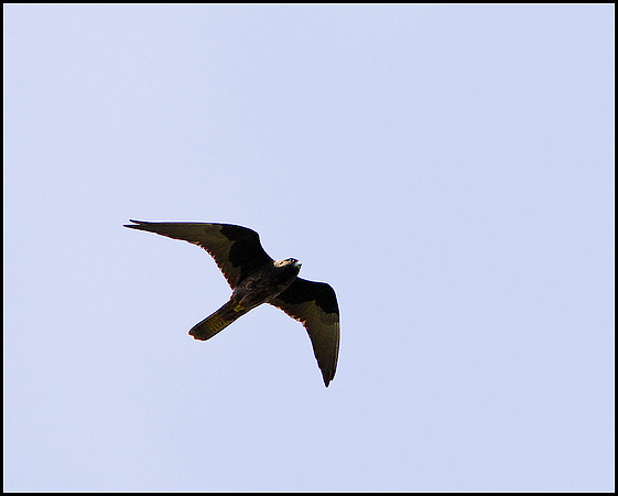 Eleonora's Falcon, Mallorca, May 2010