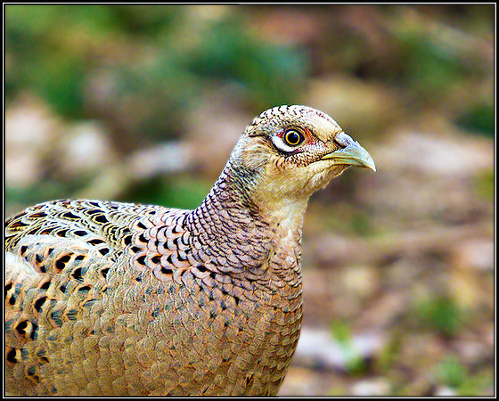 Pheasant (hen), Hillers, February 2011