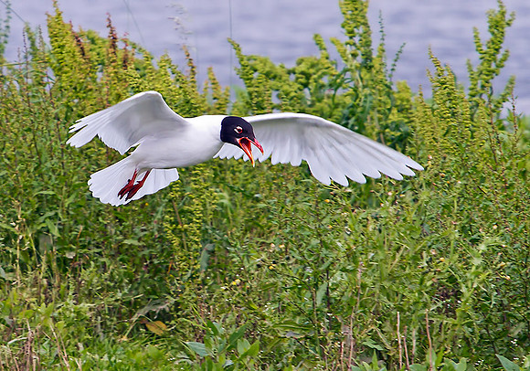 Mediterranean Gull, Upton Warren Flashes, 04 July 2012