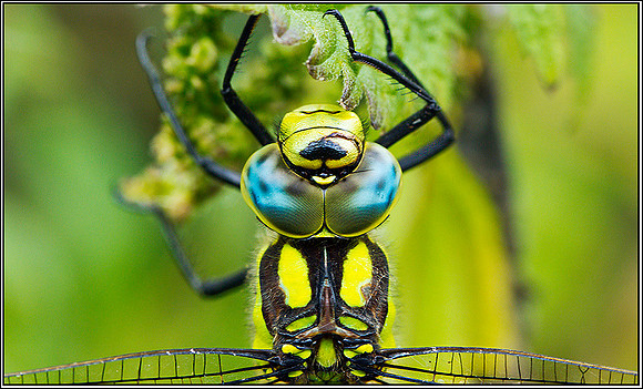 Southern Hawker, Upton Warren Moors, 28 August 2011