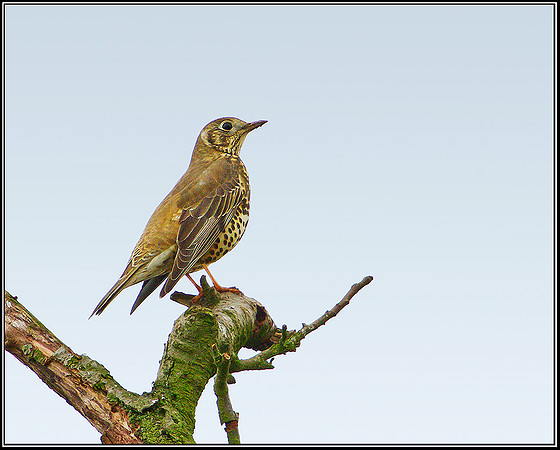 Mistle Thrush, Bromsgrove, 05 November 2010