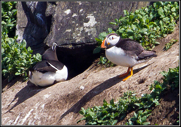 Puffin with Razorbill, Anglesey 05 July 2011