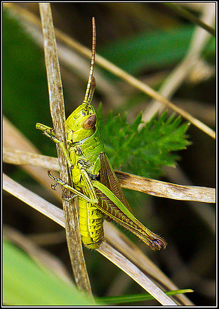 Meadow Grasshopper, Hanbury, 29 August 2011 web3
