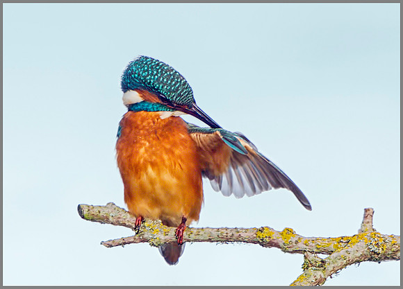 Kingfisher (Alcedo atthis) Preening, Upton Warren, September 2014 w12