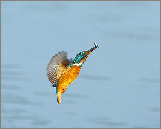Female Kingfisher (Alcedo atthis), Upton Warren, October 2014
