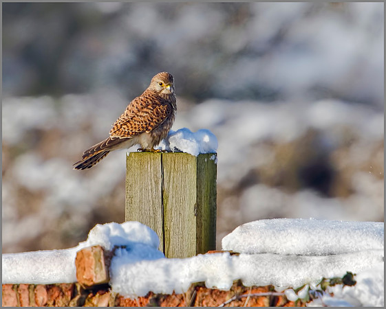 Kestrel, Bromsgrove, 08 January 2010