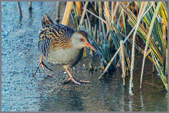 Water Rail (Rallus aquaticus), Upton Warren, December 2014