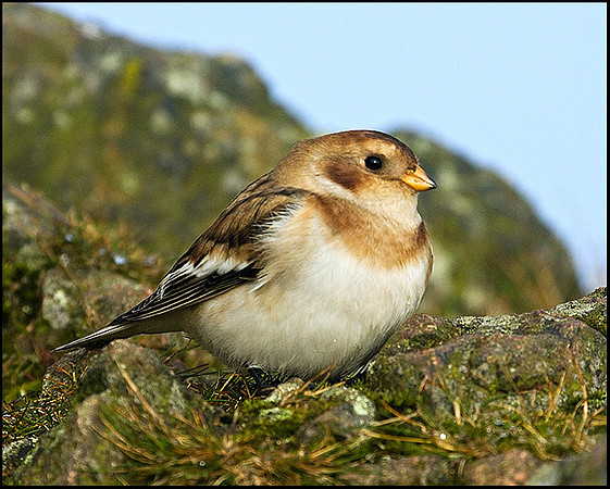 Snow Bunting, Malvern Hills, 24 September 2009