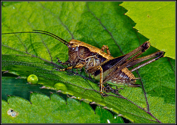 Dark Bush Cricket (Pholidoptera griseoaptera), Monkwood NR, 15 July 2012