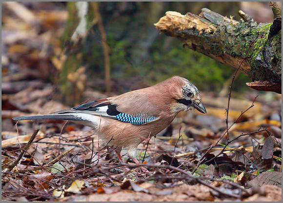 Jay, Warwickshire, December 2009