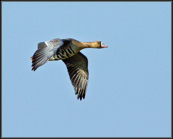 White-fronted Goose, Slimbridge, March 2011