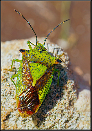 Hawthorn Shieldbug, Garden 28 March 2012