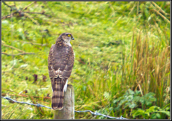 Female Sparrowhawk, Upton Warren NR, 26 April 2012