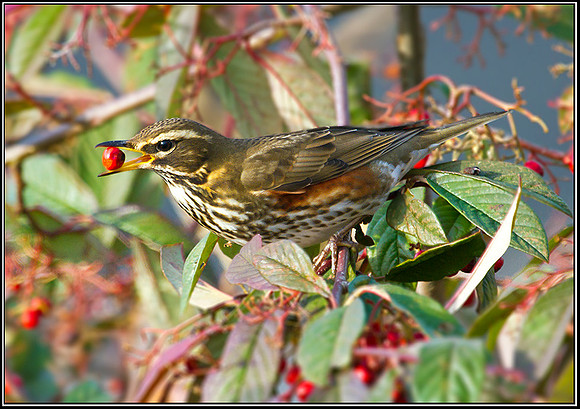 Redwing, Garden, 28 January 2012