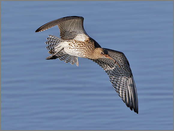 Curlew (Numenius arquata), Upton Warren, November 2014