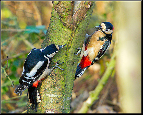 Great Spotted Woodpeckers, Warwickshire, 09 December 2011