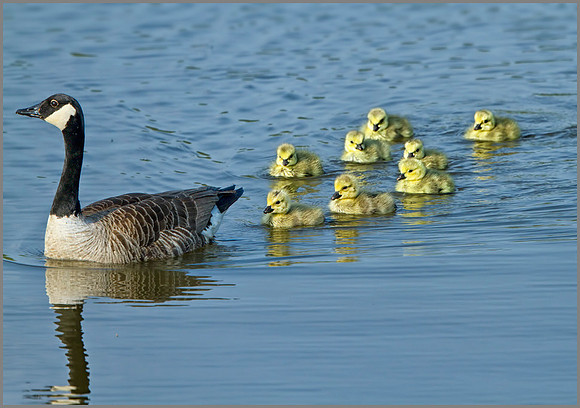 Canada Goose with Goslings (Branta canadensis), Upton Warren, April 2014
