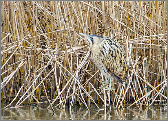 Bittern, Upton Warren Moors, 19 December 2009
