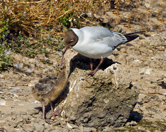 Black-headed Gull & chick (Chroicocephalus ridibundus), Upton Warren NR, June 20140625_0012