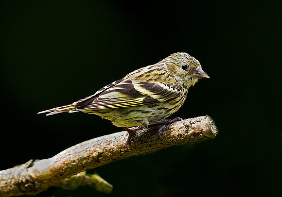 Siskin, Powys, Wales, June 2010