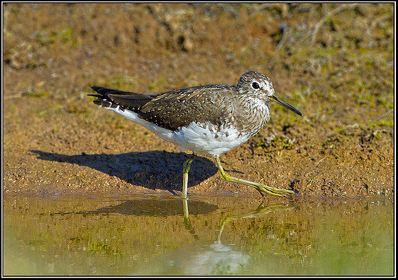 Green Sandpiper, Upton Warren Moors, 28 March 2012