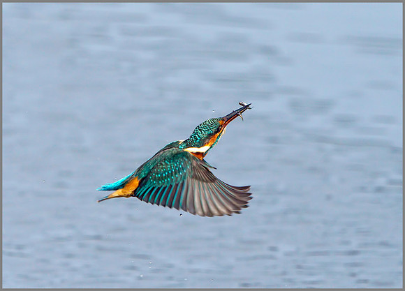 Female Kingfisher (Alcedo atthis), Upton Warren, October 2014