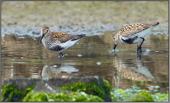 Dunlin, Anglesey, June 2012
