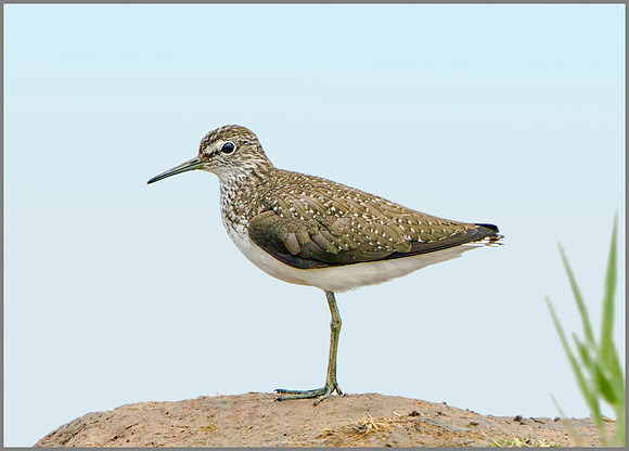 Green Sandpiper (Tringa ochropus), Upton Warren NR, June 2014