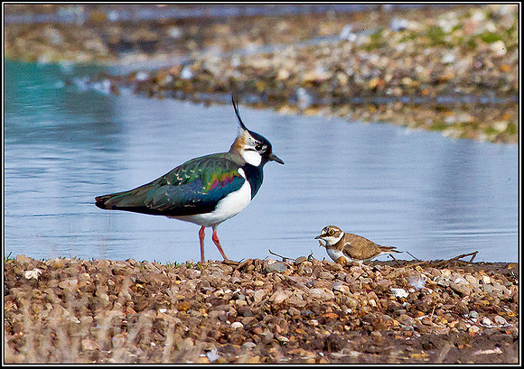 Little Ringed Plover with Lapwing, Upton Warren Flashes, 21 March 2012