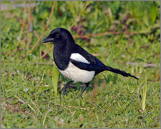 Immature Magpie (Pica pica), Upton Warren, April 2014