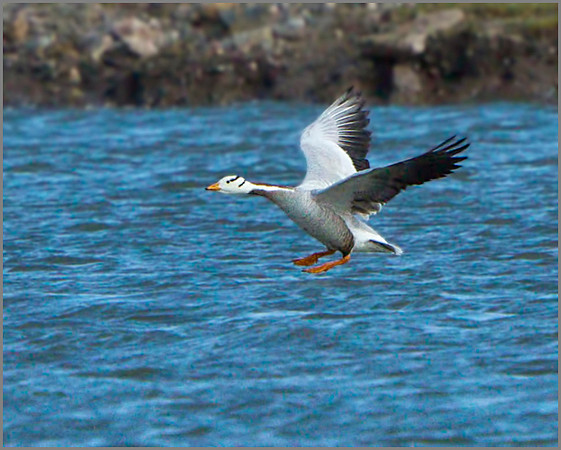 Bar-headed Goose (Anser indicus), Anglesey, April 2014