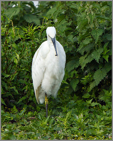 Little Egret (Egretta garzetta), Upton Warren NR, August 2014