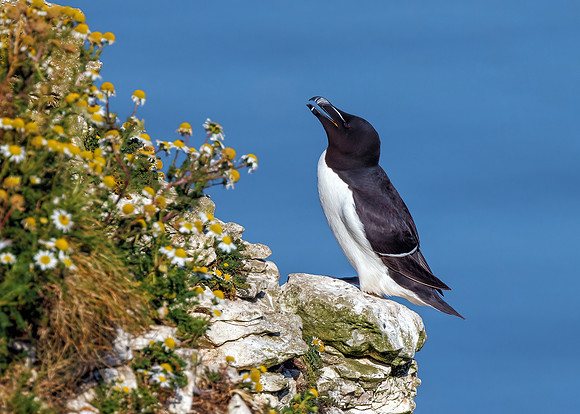 Razorbill - Alca torda, Yorkshire, June 2022