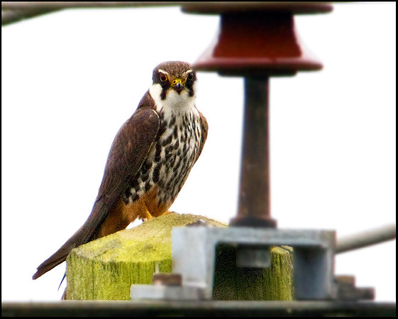 Hobby, Upton Warren Moors, 07 September 2009
