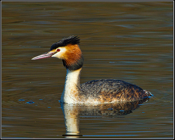 Great Crested Grebe, Bittell, 06 March 2012