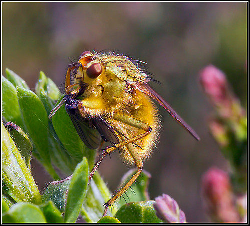 Yellow Dung Fly, Devil's Spittleful NR, 13 May 2012