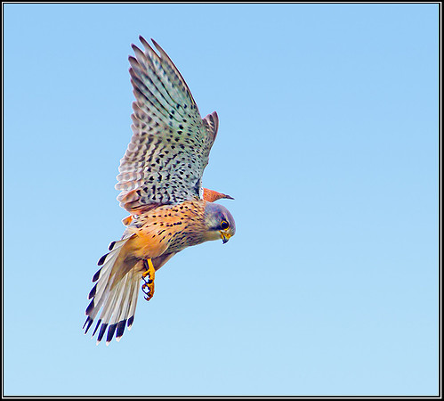 Common Kestrel, Upton Warren Moors, 24 May 2012