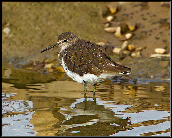 Green Sandpiper, Upton Warren Flashes, July 2010