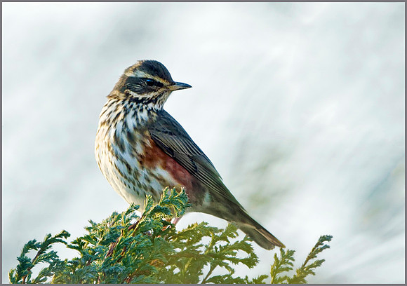 Redwing (Turdus iliacus), Garden, December 2013