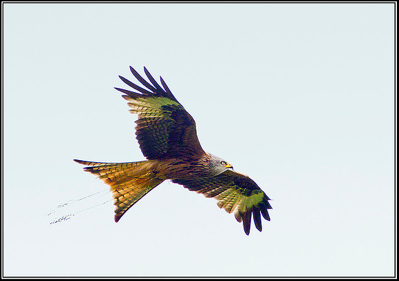 Red Kite, Powys, 24 June 2011