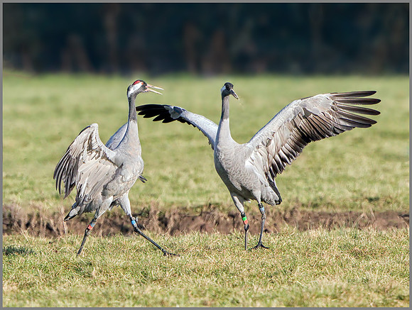 Common Cranes (Grus grus) Displaying, Slimbridge WWT, November 2014
