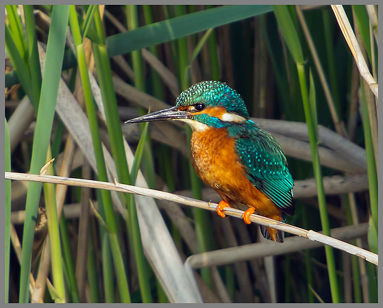 Kingfisher, Upton Warren Moors, 11 April 2011