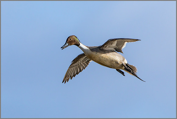 Drake Northern Pintail (Anas acuta).