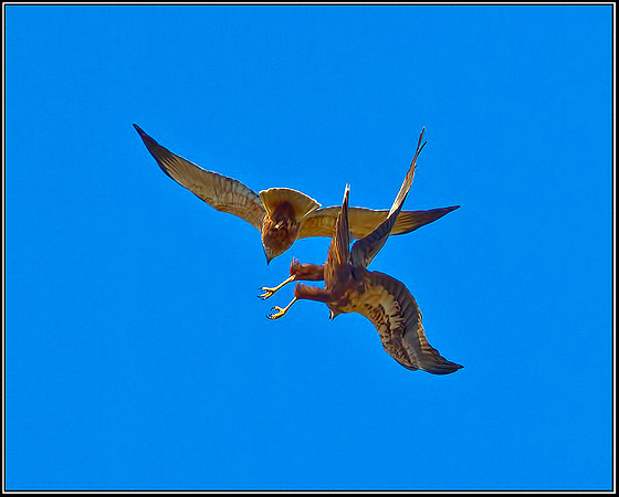 Marsh Harriers Displaying, Norfolk, April 2012