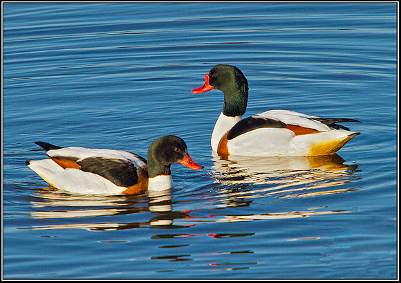Drake (right) and Duck Shelduck, Upton Warren Moors, 19 March 2012
