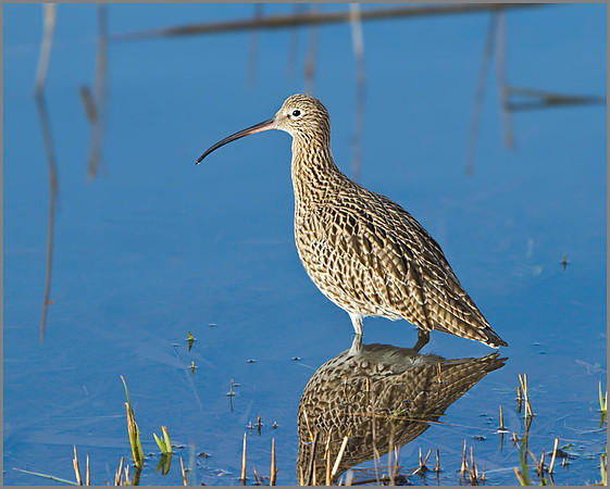 Curlew (Numenius arquata), Upton Warren NR, January 2014