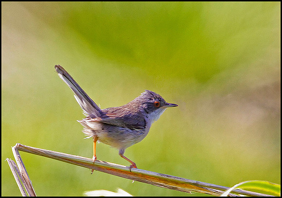 Sardinian Warbler, Mallorca, May 2010