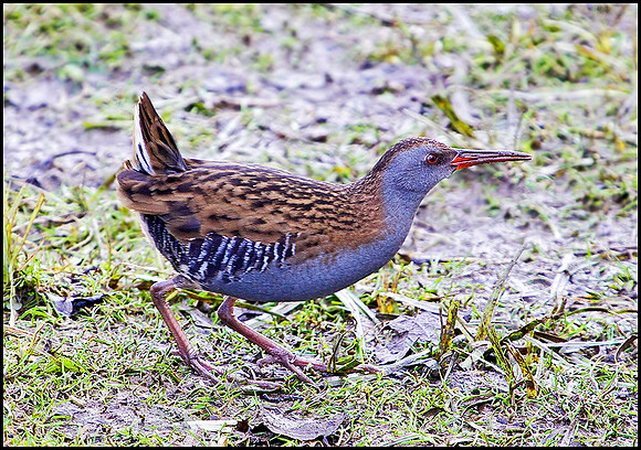 Water Rail, Upton Warren Moors, 29 January 2010