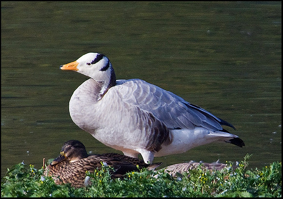 Bar-headed Goose 'Escapee', Upton Warren Moors, 14 October 2009